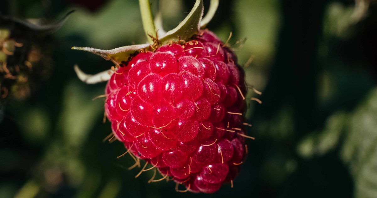 Okonomiyaki沖縄2店 - 的圖片